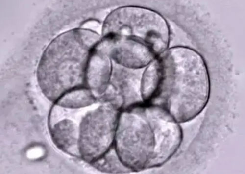2个胚胎养囊可能成功吗？卵泡质量和技术都很重要！
