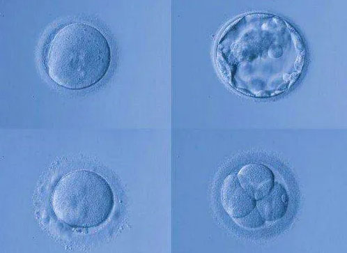 胚胎10细胞好不好？胚胎细胞数越多越容易成功吗？