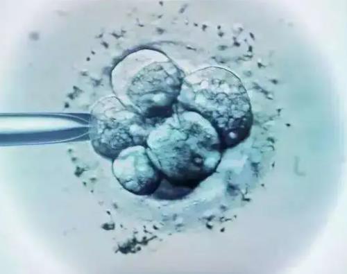 多囊移植冻胚一次能成功吗？试管婴儿冻胚成功率是多少？