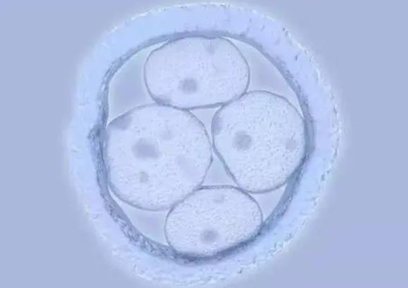 试管的胚胎有多大?试管婴儿胚胎4-5细胞养囊胚有多大希望?