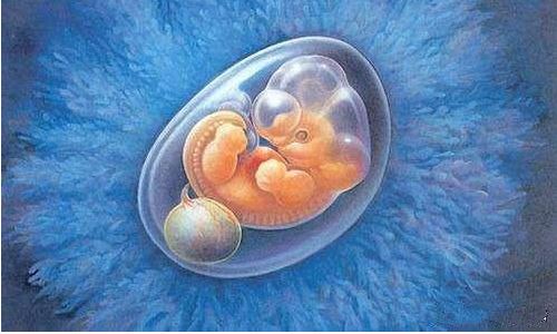 孕囊大胚胎小正常吗？胎囊小胎芽大会影响胎儿发育吗?